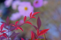 冬の庭（２）