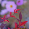 冬の庭（２）