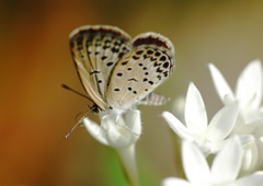 花と蝶１２