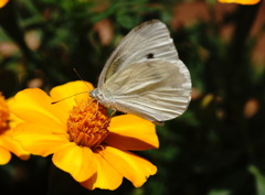 花と蝶１