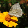花と蝶１