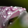 雨上がり１９