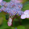 夏の庭（３）