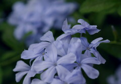 夏の庭(13）