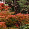 晩秋の彩４
