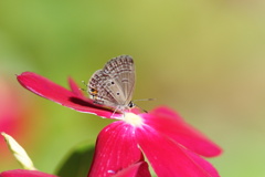 シジミチョウと花（５）