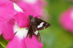 セセリチョウと花