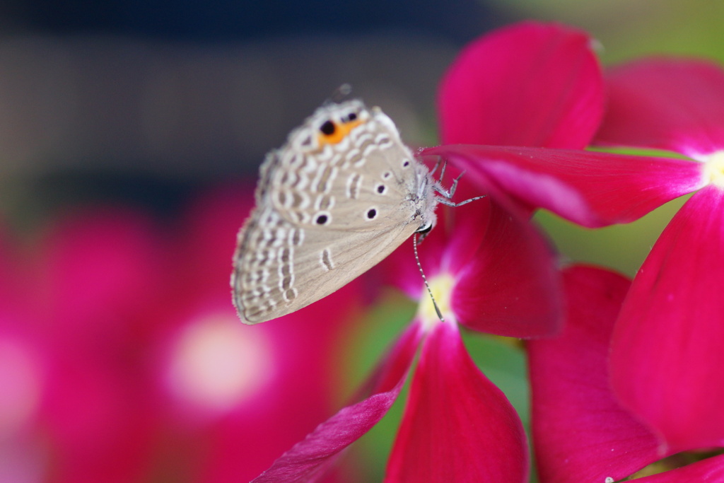 シジミチョウと花（２）