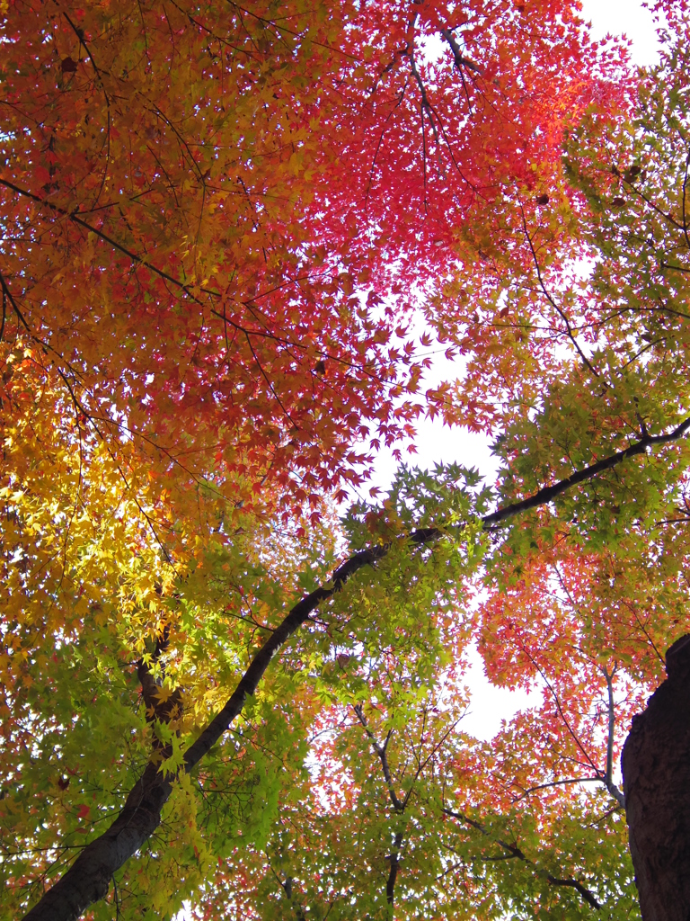 東福寺　6