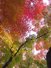 東福寺　6