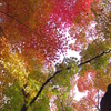東福寺　6