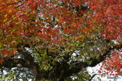 紅と赤