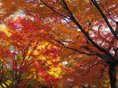 東福寺　3