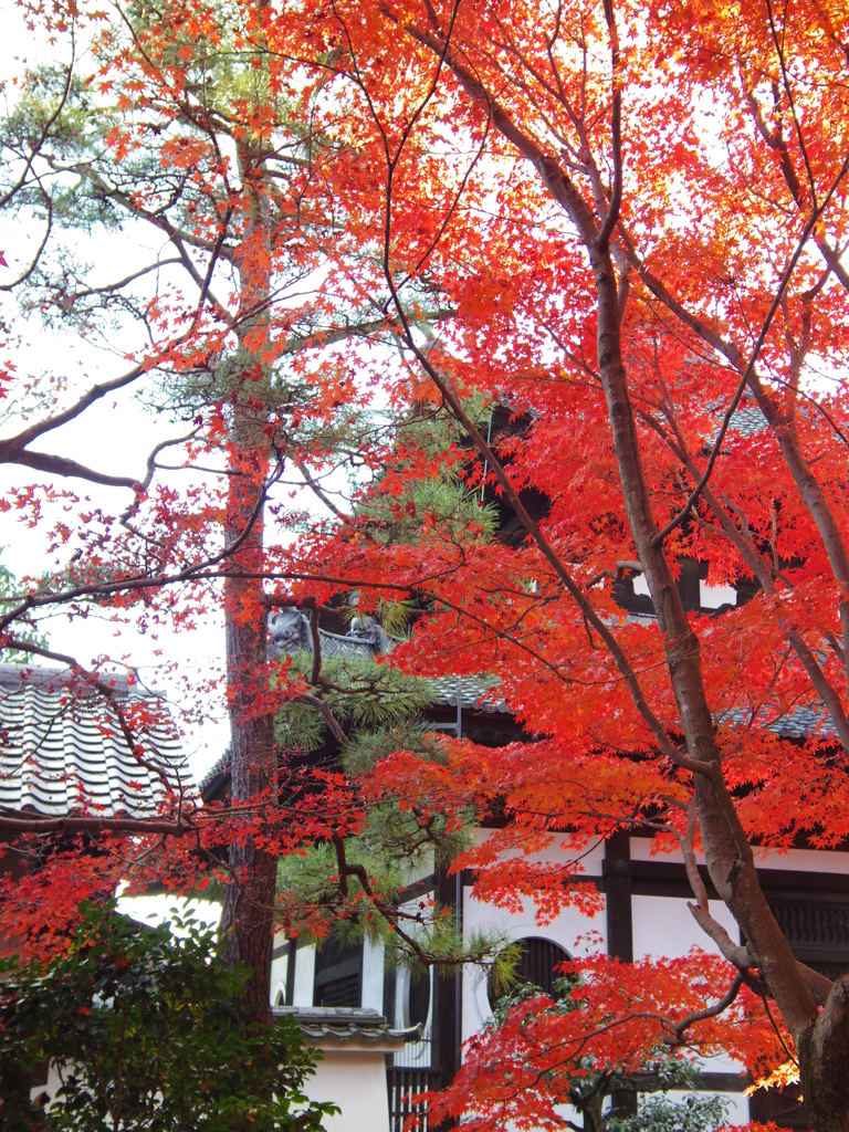 東福寺　5