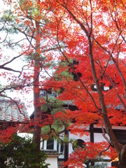 東福寺　5