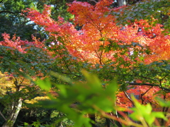 東福寺　2