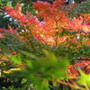 東福寺　2