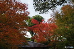 平等院　紅葉