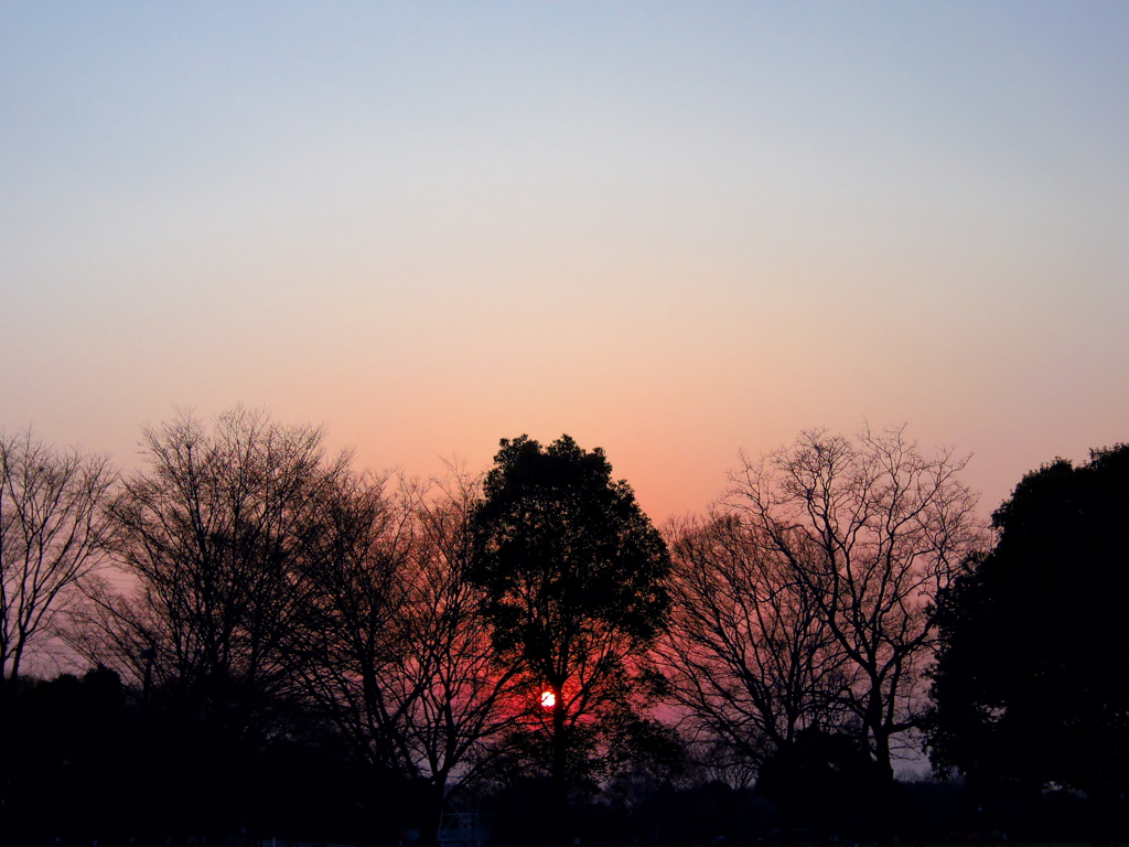 夕日　1