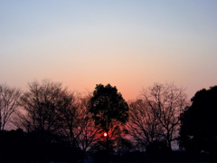 夕日　1