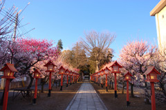 梅その４