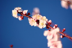 梅その２