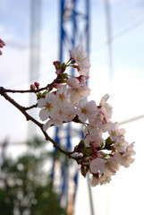 桜その１