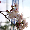 桜その１