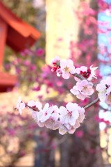 梅その１