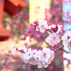 梅その１