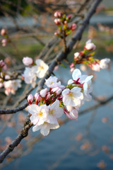桜その２