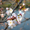 桜その２