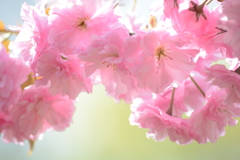 八重　倶利伽羅