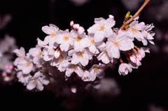 夜桜見物