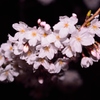 夜桜見物