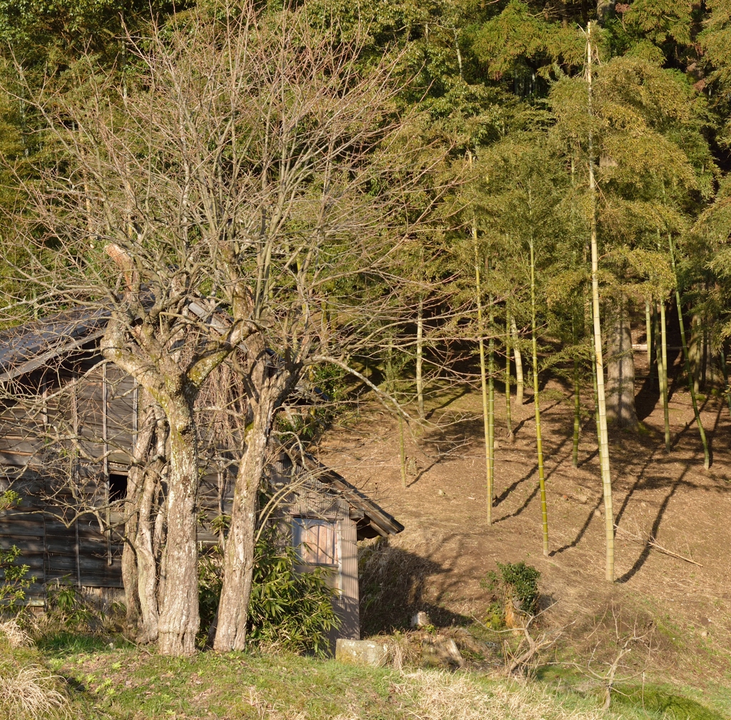 裏山