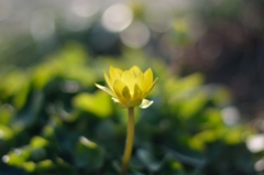 散歩中に見つけた花