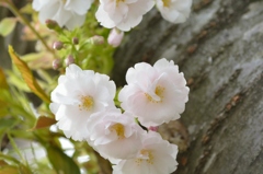 白い桜