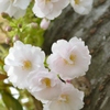 白い桜