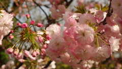 倶利伽羅　八重2