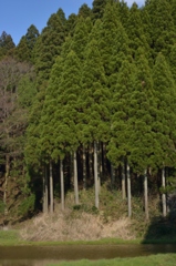 散歩中のもこもこ杉林