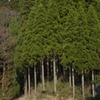 散歩中のもこもこ杉林
