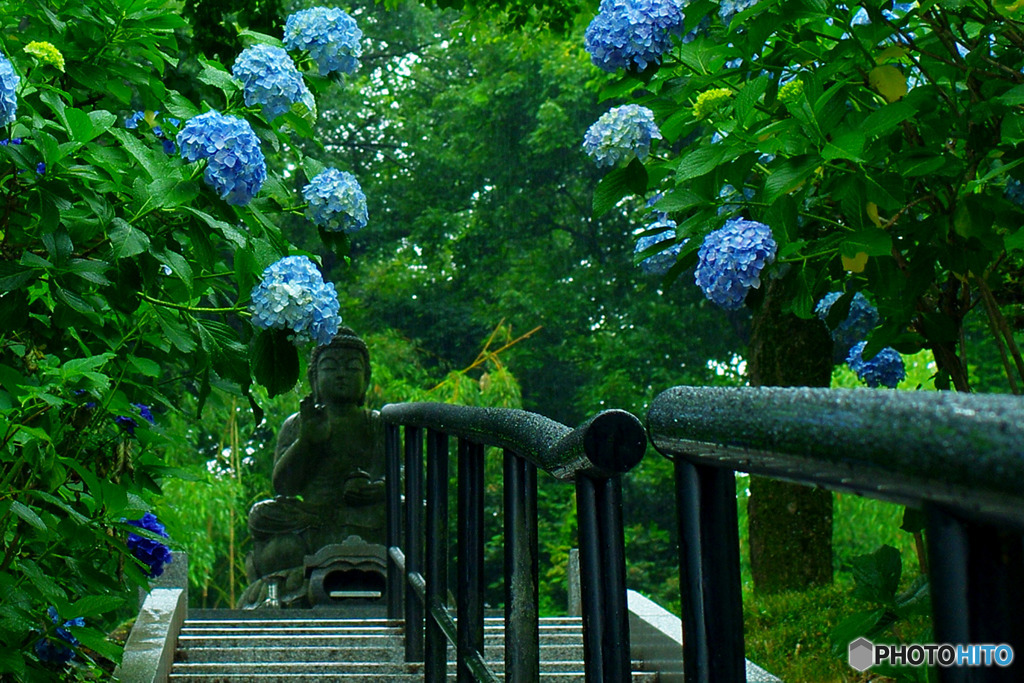 あじさい寺２