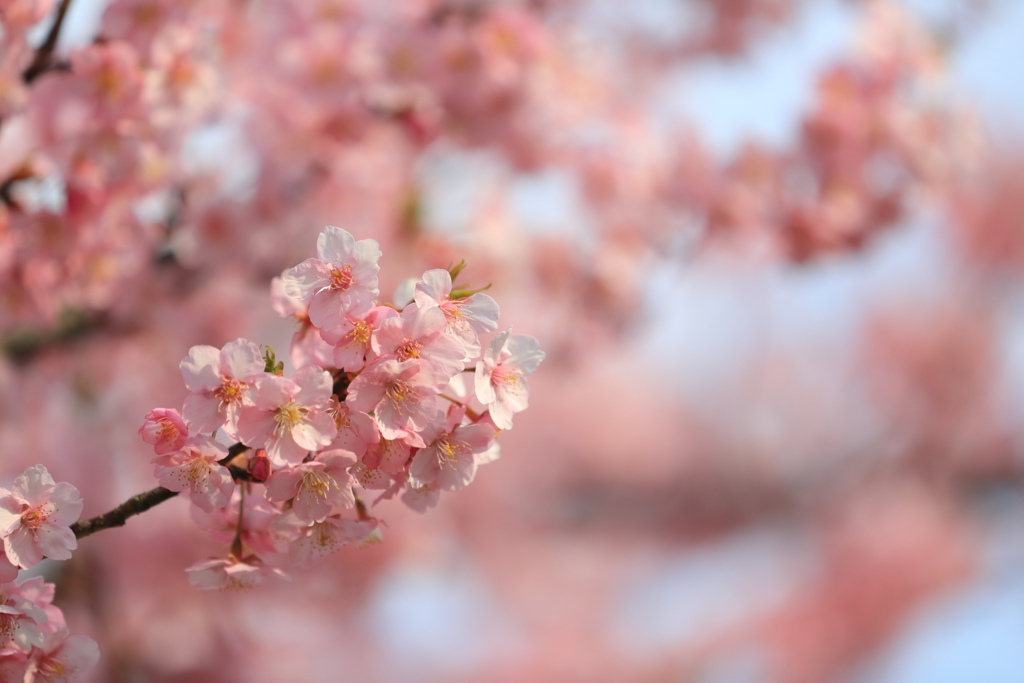 葵桜