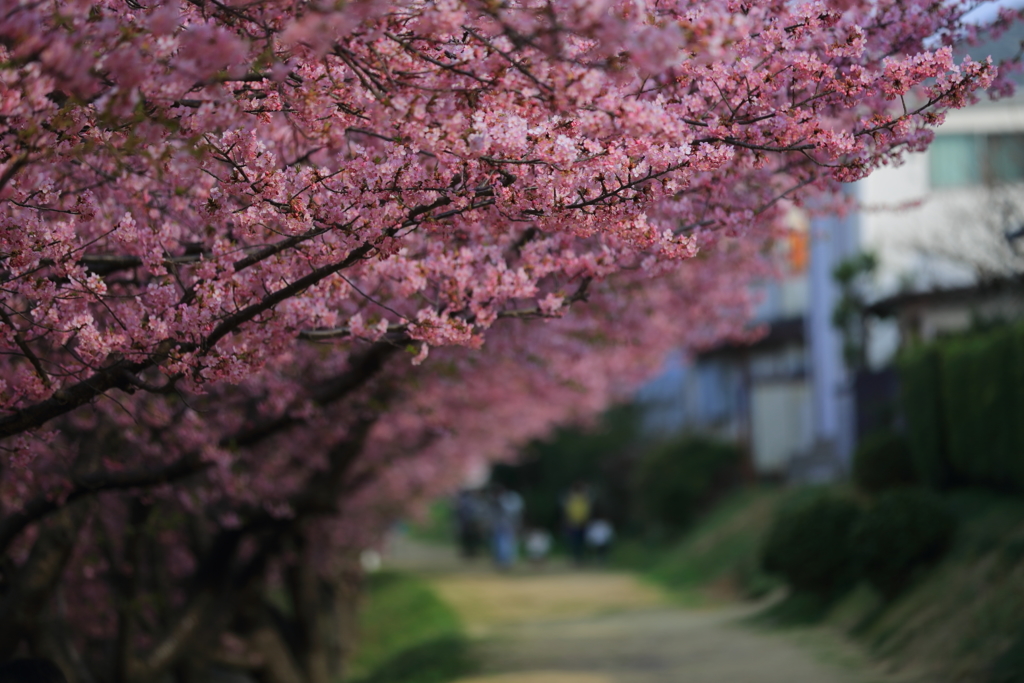 桜ロード