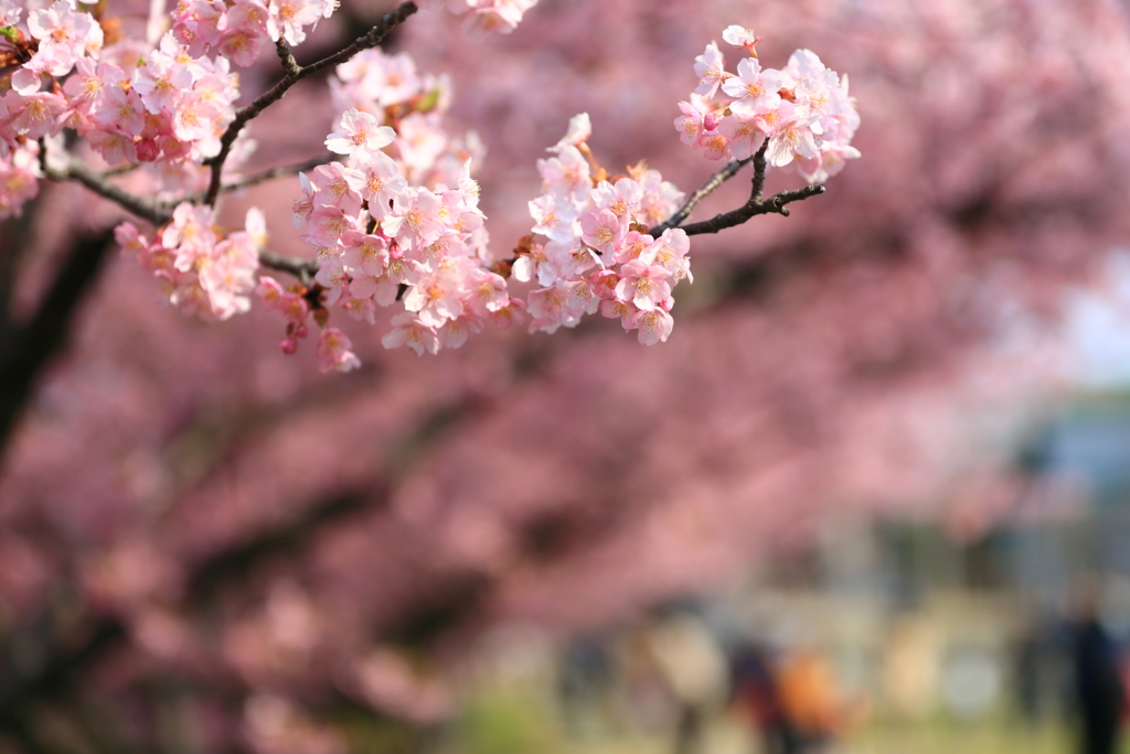 葵桜