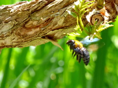 くま蜂 発見