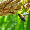 くま蜂 発見