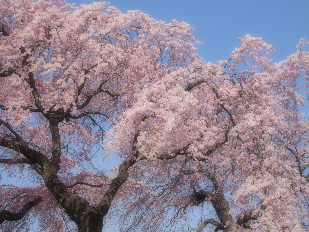 青空と桜