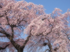 青空と桜